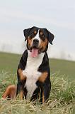 GRAND BOUVIER SUISSE 089